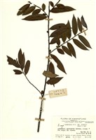 藏品(阿里山銳葉柃木)的圖片